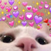 kittycata505
